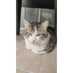 Micio 2/3 anni Tigrato a Breve Torna in Strada! Aiutooo X Favore!matera