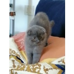 Gattini Scottish fold e Straight - Foto n. 2