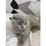 🐱 Scottish Fold femmina di 2 anni e 1 mese in vendita a Parma (PR) e in tutta Italia da privato