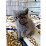 Gattini Scottish fold e Straight - Foto n. 6