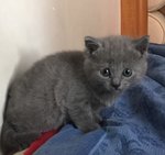 Disponibili Cuccioli di Gatto Certosino - Foto n. 4