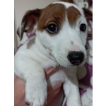 Cucciolo di jack Russell - Foto n. 1