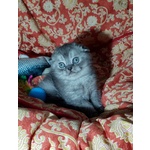 Scottish fold Maschio