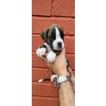 Cuccioli di Boxer