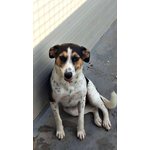 Gaia Meticcia jack Russell Segugia di 1 Anno