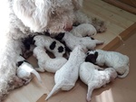 Lagotto Romagnolo