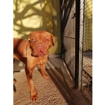 🐶 Dogue De Bordeaux femmina di 3 anni e 1 mese in adozione a Terni (TR) da privato