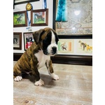 Cuccioli di Boxer