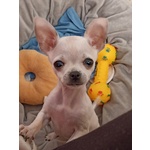 🐶 Chihuahua maschio di 7 mesi in vendita a Avola (SR) da privato