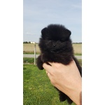 Spitz di Pomerania Nano