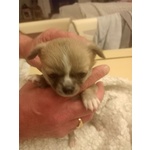 Vendo Cucciolo Chihuahua Maschio pelo Lungo pura Razza