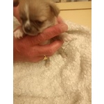Vendo Cucciolo Chihuahua Maschio pelo Lungo pura Razza - Foto n. 2