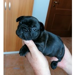 Cuccioli Bouledogue Français - Foto n. 2