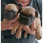 Cuccioli Bouledogue Français - Foto n. 3