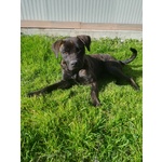 Atena mix cane Corso 25 Kg - Foto n. 1