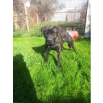 Atena mix cane Corso 25 Kg - Foto n. 8