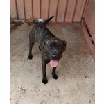 Atena mix cane Corso 25 Kg - Foto n. 10