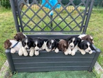 Springer Spaniel Inglesi