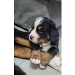 Cucciolata di Bovari del Bernese Altissima Genealogia - Foto n. 3