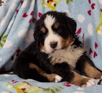 Cucciolata di Bovari del Bernese Altissima Genealogia - Foto n. 4