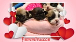 Cuccioli Bouledogue Francese / Buldog Francese - Foto n. 3