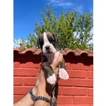 Bellissimi Cuccioli Boxer - Foto n. 1