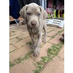 Cuccioli di Weimaraner