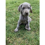 Cuccioli di Weimaraner - Foto n. 4