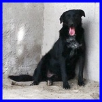 Slick mix Labrador Creatura Spaventata e Triste