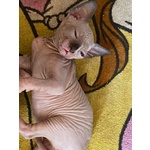 Canadian Sphynx - Foto n. 2