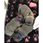 6 Cuccioli di Bouledogue Francese Blue