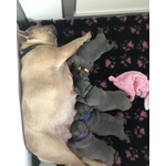 6 Cuccioli di Bouledogue Francese Blue - Foto n. 2