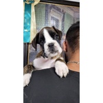 Cuccioli Boxer