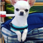 Chihuahua Stallone per Monta con Pedigree - Foto n. 5