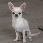 Chihuahua Stallone per Monta con Pedigree - Foto n. 6