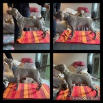 Cuccioli Weimaraner alta genealogia