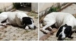 Olga 7anni Rassegnata al Canile non ha mai Avuto 1buon Padrone! Puglia - Foto n. 3