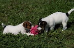 Cuccioli jack Russell - Foto n. 3