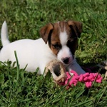 Cuccioli jack Russell