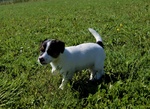 Cuccioli jack Russell - Foto n. 4