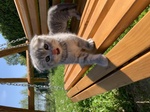 Scottish Fold - Foto n. 1