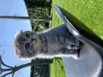 Scottish Fold - Foto n. 2