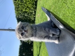 Scottish Fold - Foto n. 3