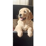 Vendo Cuccioli Golden Retriever - Foto n. 3