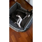 Cucciola di Basenji con Pedigree