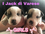 Jack Russell Cuccioli Pedigree Enci