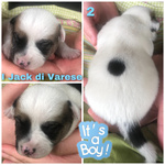 Jack Russell Cuccioli Pedigree Enci - Foto n. 7