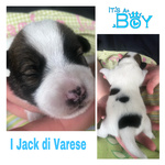 Jack Russell Cuccioli Pedigree Enci - Foto n. 8