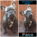 Bulldog Francese Esotico Blue - Foto n. 5