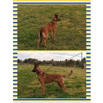 Cuccioli Malinois - Foto n. 3